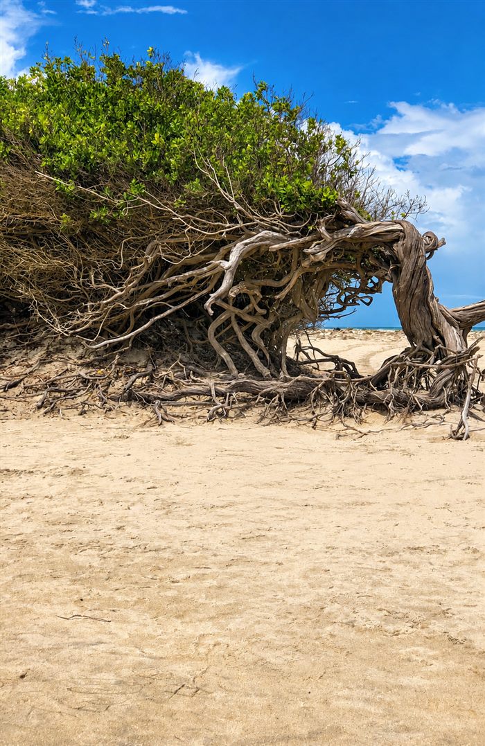 Árvore da Preguiça, Jericoacoara (CE)